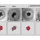 Illustration for article titled These Are the First Ever Images of a Single Folded Protein
